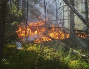 the edge of a forest wildfire